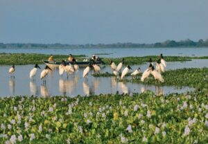 Pantanal