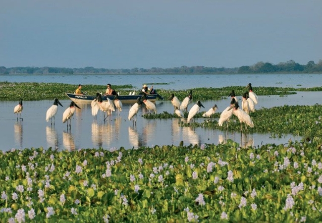 Pantanal